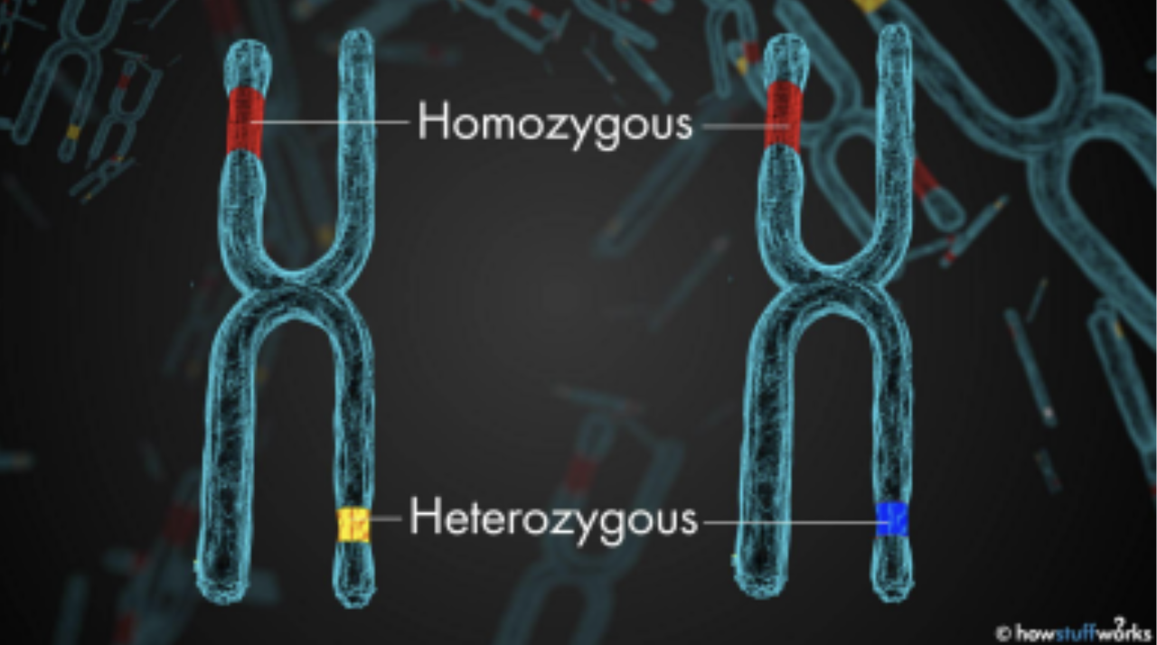 Homozygous vs Heterozygous genes